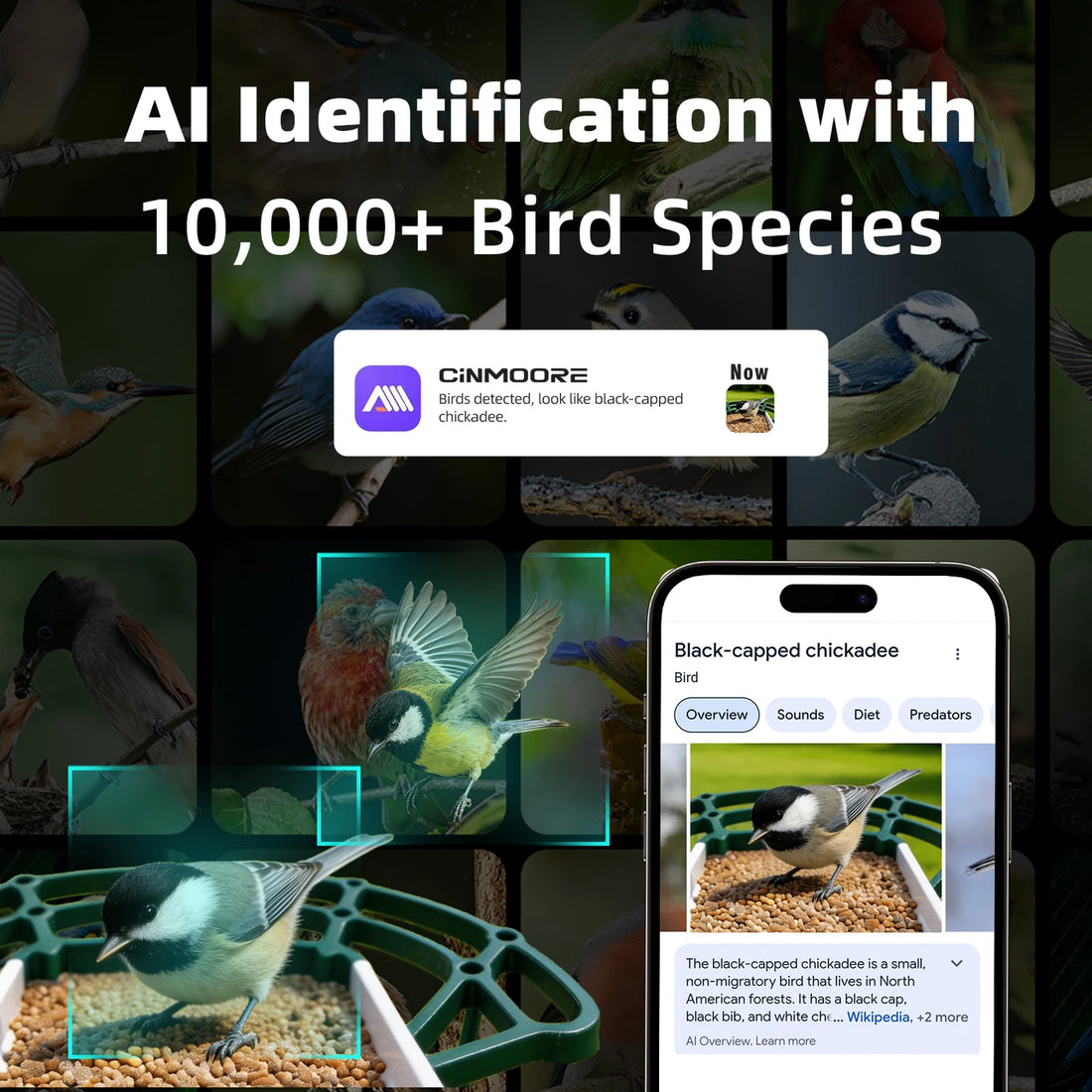 CINMOORE 2.5K Smart Bird Feeder with Camera – Solar Powered, AI Bird Identification & HD Live View